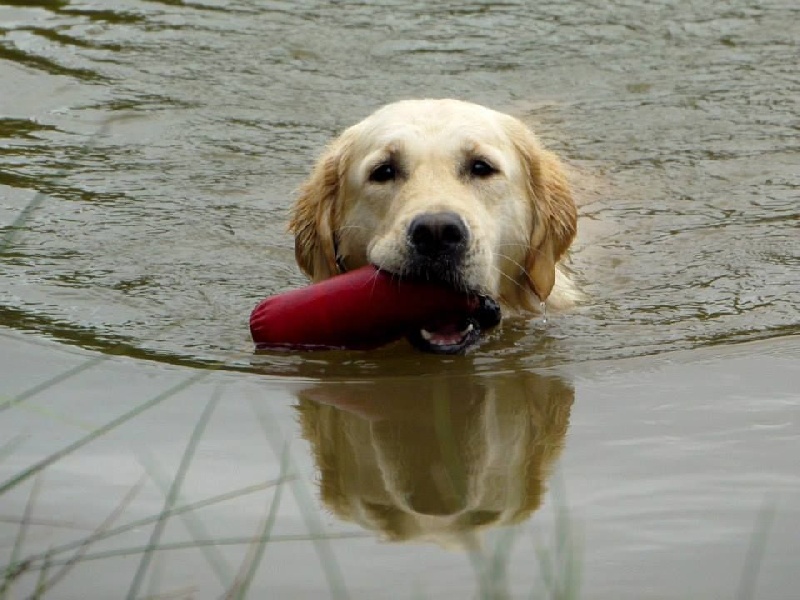 Une vie de chien