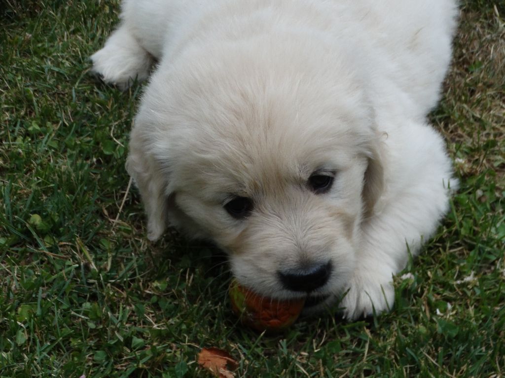 Des Légendes de Valenjoy - Chiots disponibles - Golden Retriever