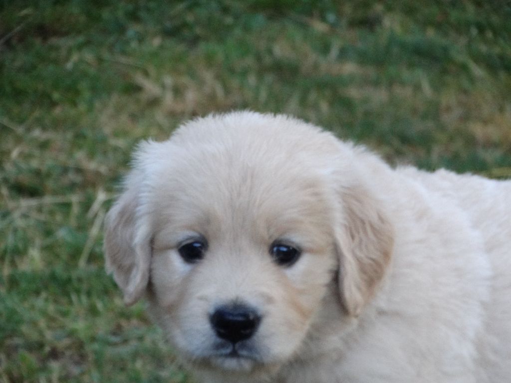 Des Légendes de Valenjoy - Chiots disponibles - Golden Retriever