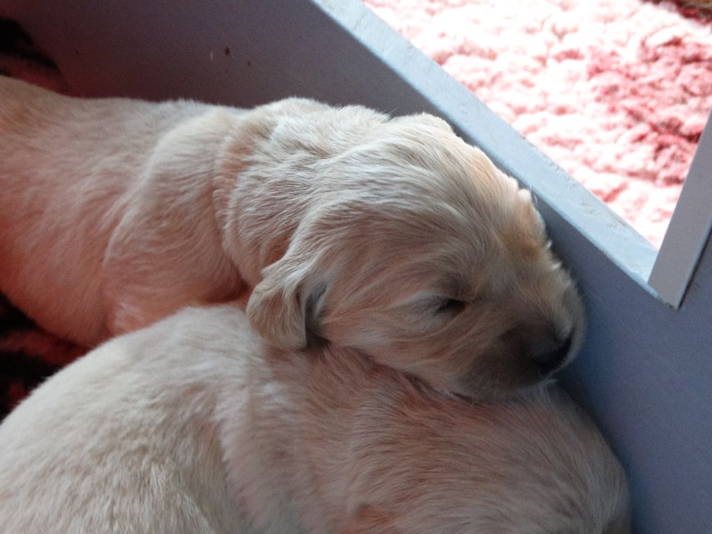 Des Légendes de Valenjoy - Chiots disponibles - Golden Retriever