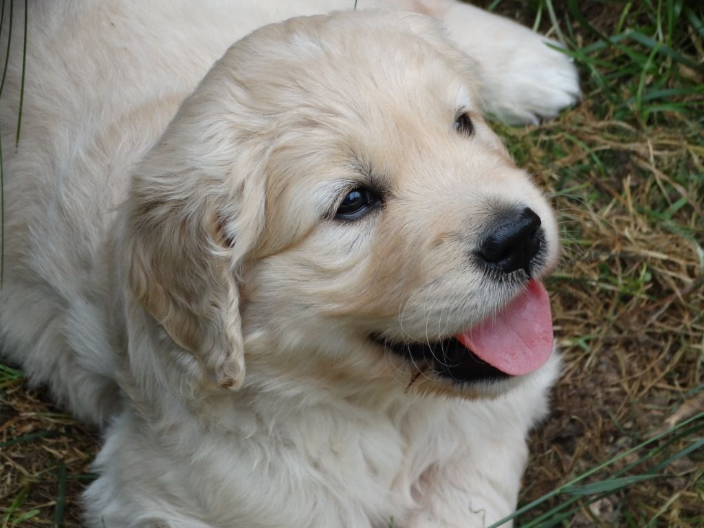 Chiot Golden Retriever Des Légendes de Valenjoy