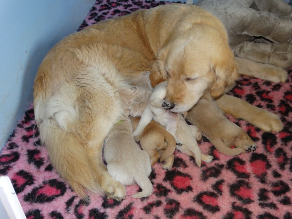Chiot Golden Retriever Des Légendes de Valenjoy